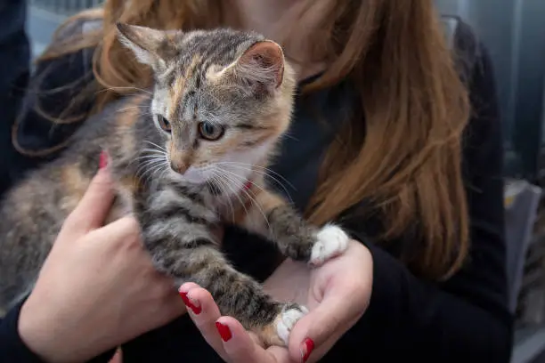 Photo of Frightened kitten in the hands of a volunteer in a shelter for homeless animals