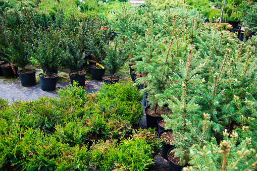 Saplings of pine, spruce, fir and other coniferous trees in pots in plant nursery.