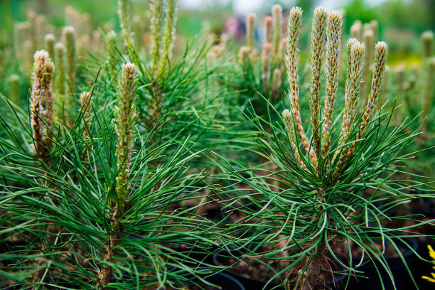 saplings coniferous árboles en macetas en vivero de plantas - 11206 fotografías e imágenes de stock