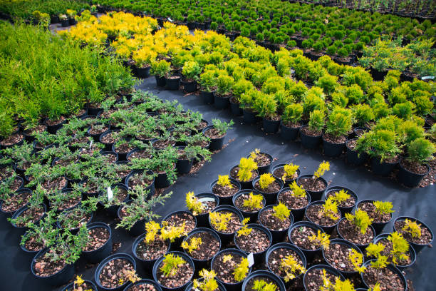 istock Saplings coniferous trees in pots in plant nursery 1236244259