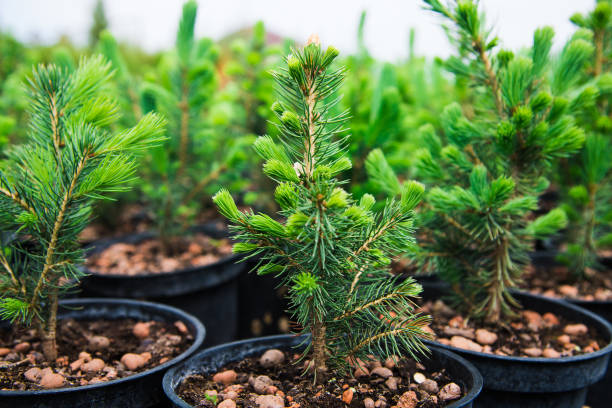 istock Saplings coniferous trees in pots in plant nursery 1236246327