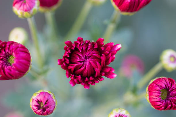 Beautiful red chrysanthemums close up in autumn Sunny day in the garden. Autumn flowers. Flower head