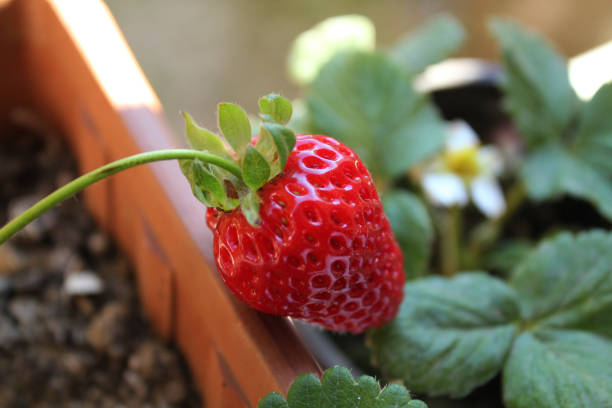 istock fresh new ripe strawberries and leaves close-up 1236254083