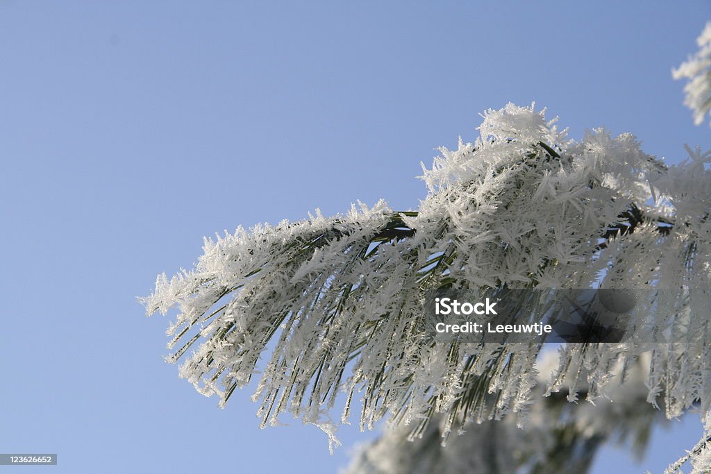Eiskristalle auf gefrorenen Bäumen blauen Himmel winter - Lizenzfrei Blau Stock-Foto