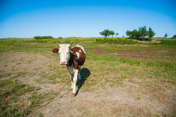 vacas en una granja. vacas lecheras - 11160 fotografías e imágenes de stock