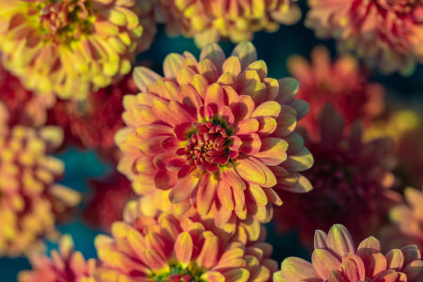 istock Beautiful orange chrysanthemums close up. 1236293540