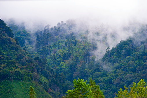 Mountainous forest landscape after the rain, clouds and fresh air, winter in Guatemala, land of forests, source of oxygen and pure water. Central America.