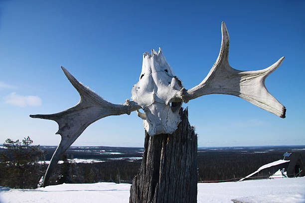 istock reindeer skull in arctic evironment 123635187