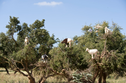 The Argan tree is endemic to Morocco and Algiers.  The tree produces the Argan Oil.  Goats like to climb  the thorny tree to eat the fruits.