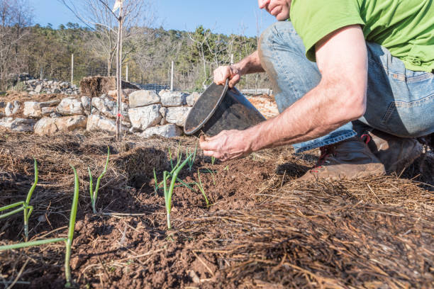 istock Man Planting Organic Onion in the Vegetable Plot 1236381528