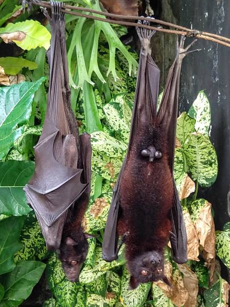istock Two bats hang from a branch in Bali 1236386105