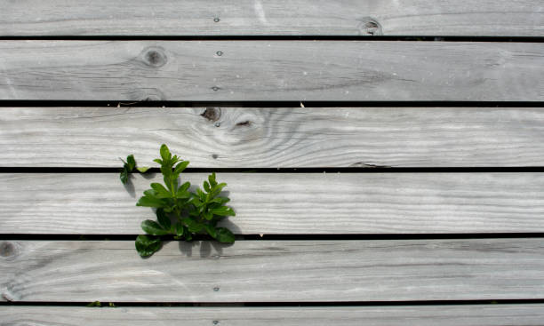 A green plant smoothing between a wooden fence. stock photo