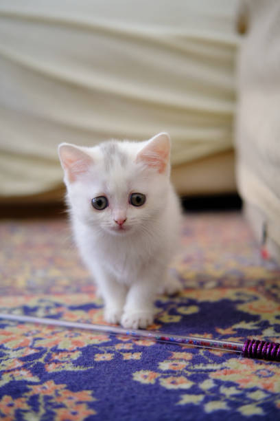 British Shorthair kitten of silver color