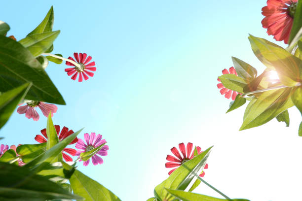 under view Colorful zinnia flowers and sky background