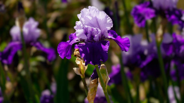 A Purple Beauty in a Field of Blooming Iris stock photo