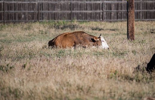 A bull laying in a pasture