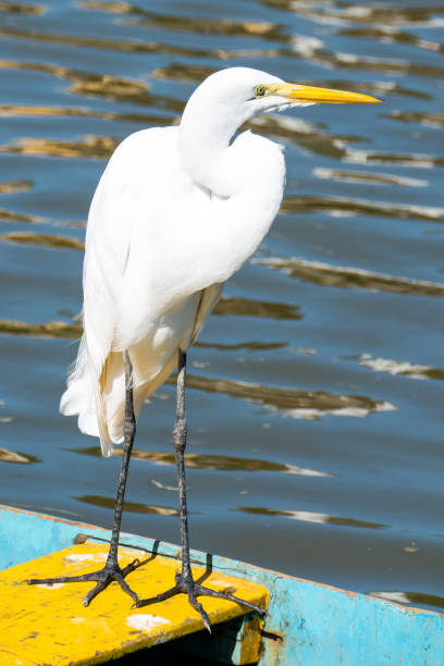 el elegante gran egret. - wading snowy egret egret bird fotografías e imágenes de stock