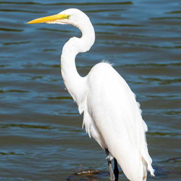 el elegante gran egret. - wading snowy egret egret bird fotografías e imágenes de stock