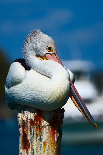 Pelican on a marina post - portrait