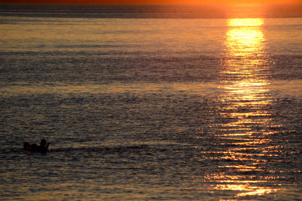 sagome di nuoto in mare al tramonto - silhouette three people beach horizon foto e immagini stock