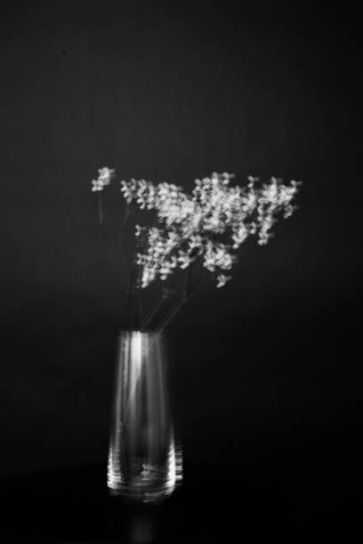 istock studio photo black and white flowers and plants 1236482501