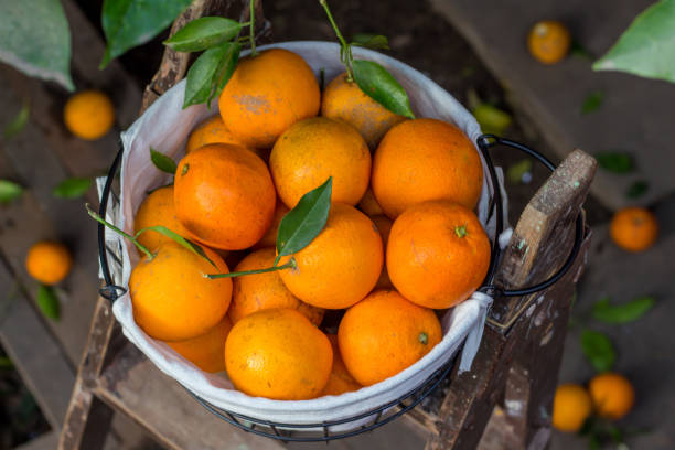 istock basket with organic oranges on a ladder 1236484044
