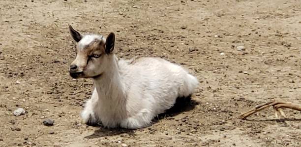 istock Country Livestock 1236494887