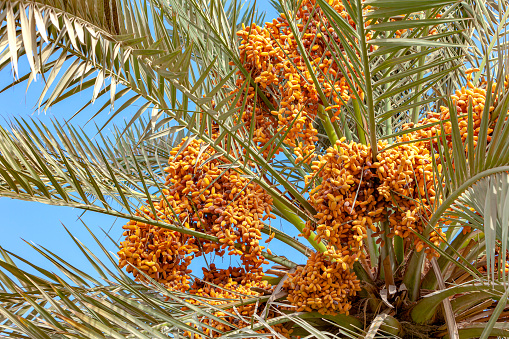 Dubai, United Arab Emirates - Landscaping with date palm trees, is a familiar sight through out the modern Arabian city. Image shows a close-up of a date palm tree with bunches of ripening fruit against a clear blue sky in the morning sunlight. It is a common sight during the date fruit season. Horizontal format; no people.