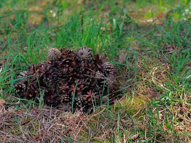 istock A slide of folded pine cones left on the grass. 1236570292