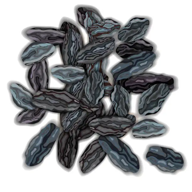Vector illustration of Dried dark raisins on a white background vector illustration