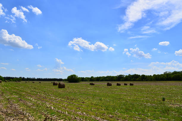 istock Large Round Bales of Corn Stalk Sileage 1236603174
