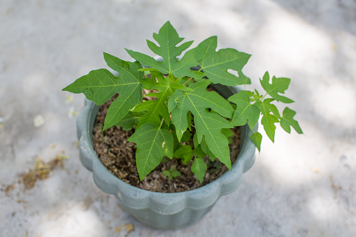 young papaya plants