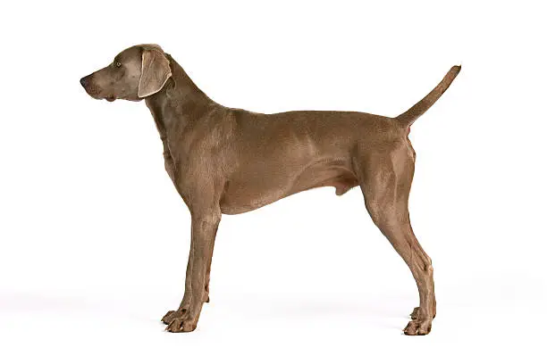 Typical hounting pose of a beautiful weimaraner.