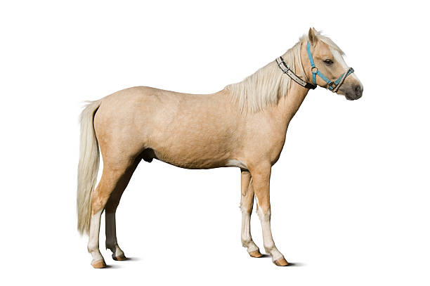 istock Welsh Pony – Palomino Stallion 123663245