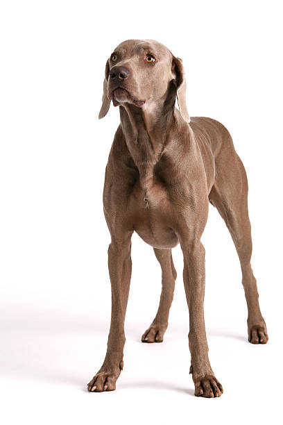 istock Dog - Proud Weimaraner 123663440