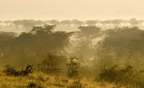 istock Queen Elizabeth National Park at evening time 123664218
