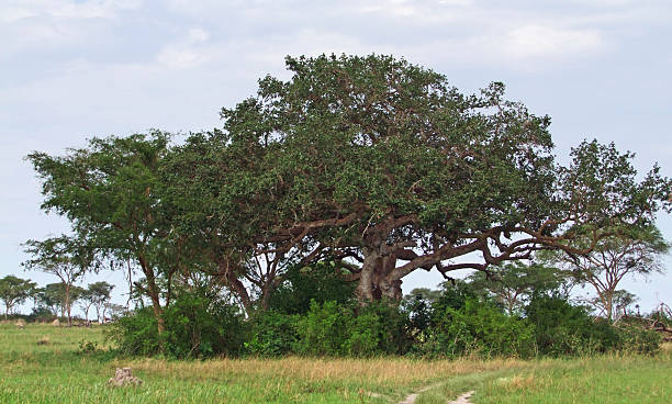 istock trees in the Queen Elizabeth National Park 123664222