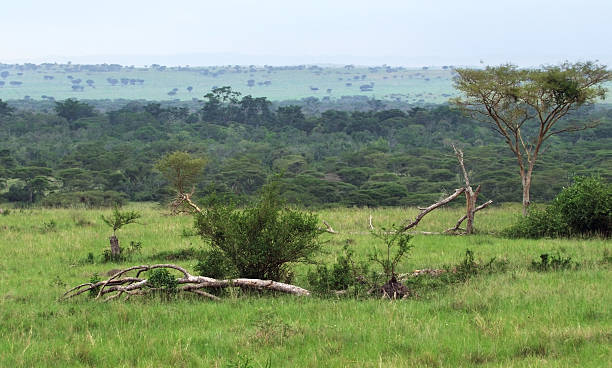 istock Queen Elizabeth National Park in Uganda 123664226
