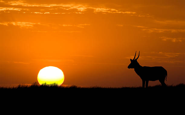 istock Idyllic african widlife silhouette 123664885