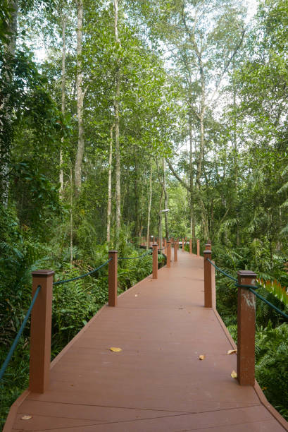 マングローブ湿地の歩道 - footpath wood horizon nature ストックフォトと画像