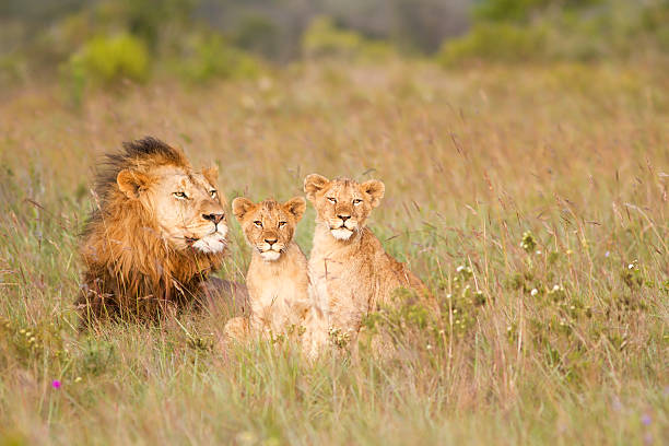 giovane leone cubs e padre - pride of lions foto e immagini stock