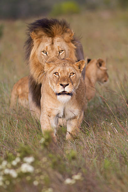 leonessa in carica - pride of lions foto e immagini stock