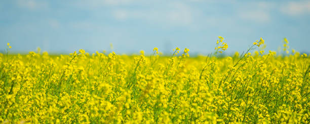 Canola Rapeseed field on a farm in Alberta