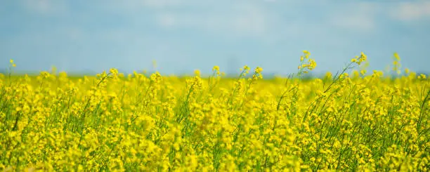 Canola Rapeseed field on a farm in Alberta Canada - Wide