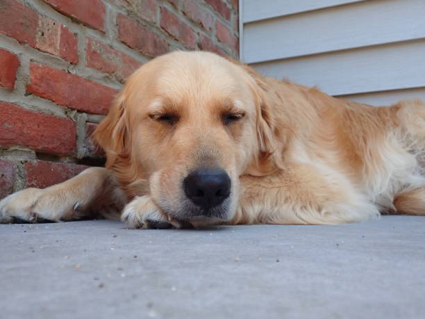 istock Golden by Brick Wall 7 1236781593