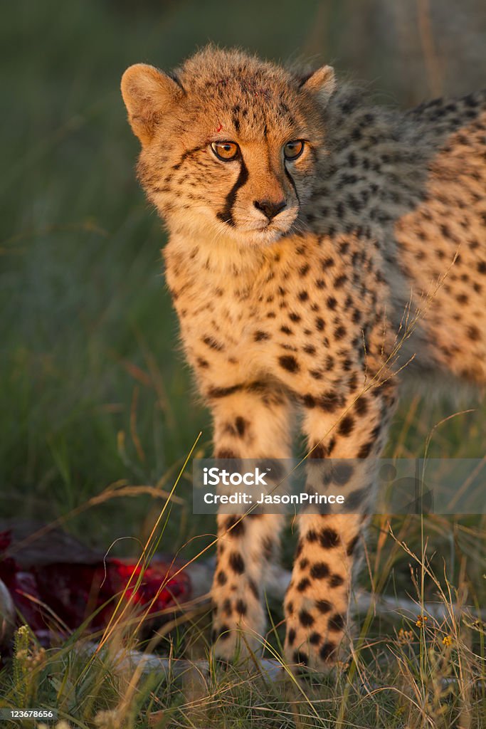 Котёнок гепарда - Стоковые фото Большая кошка роялти-фри
