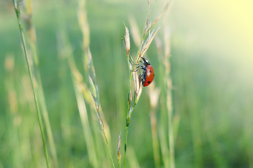 Summer season. Ladybug on a stem of grass on a blurred vegetative background.Summer nature background.