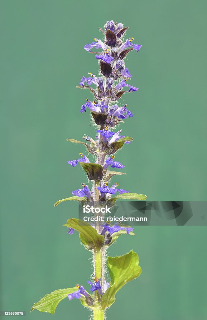 Blue Signalhorn (Ajuga reptans - Lizenzfrei Baumblüte Stock-Foto