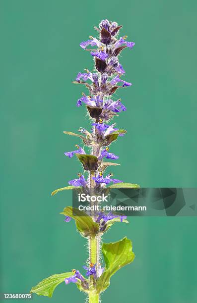 Blue Signalhorn Ajuga Reptans Stockfoto und mehr Bilder von Baumblüte - Baumblüte, Blau, Blume