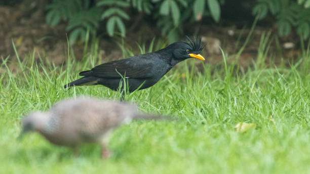 istock The White-vented Myna 1236801591